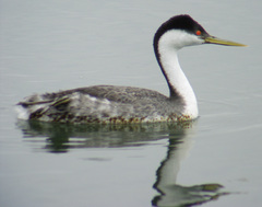 Western Grebe